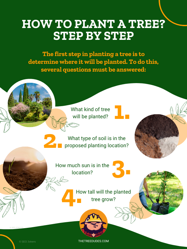 How to plant a tree step by step infographic 2