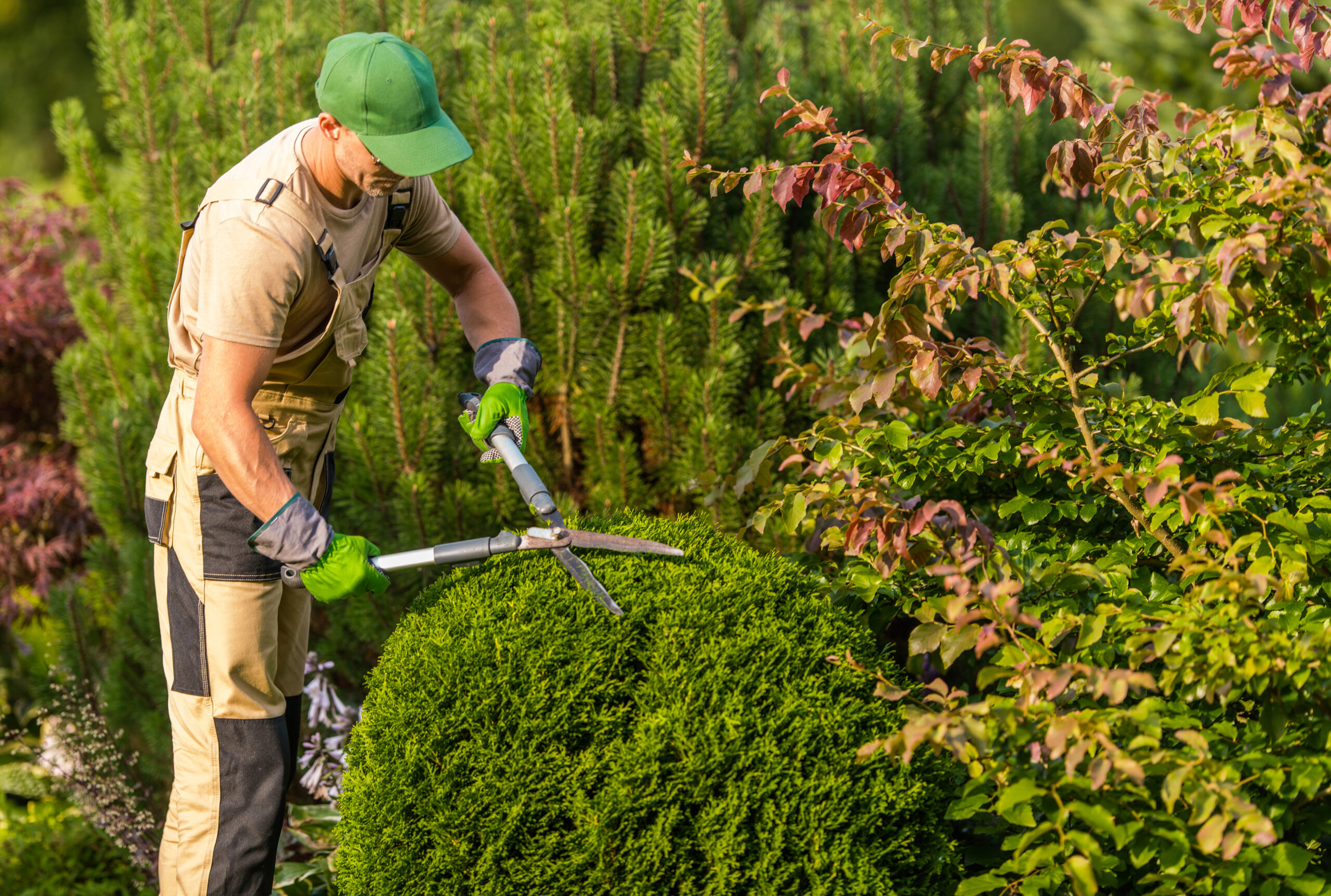 Man doing tree trimming