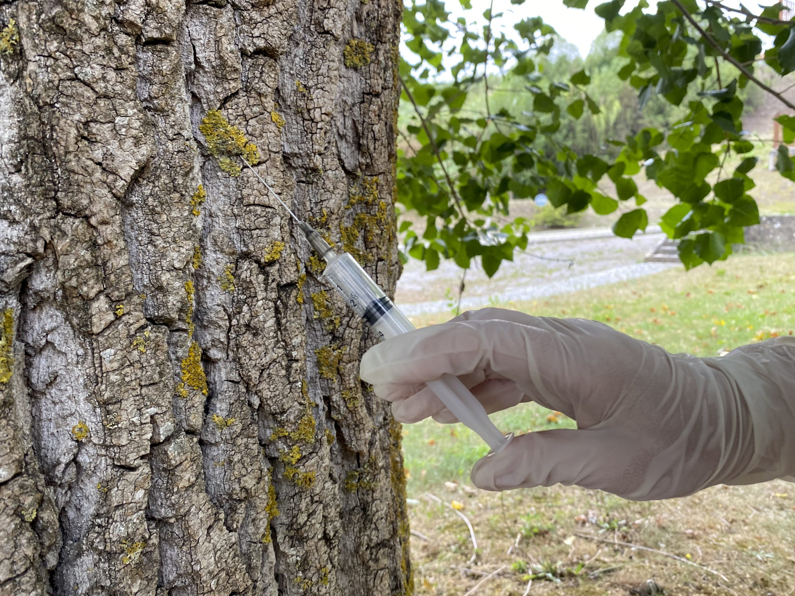 hand in a glove injecting fungicide into tree bark and trunk 