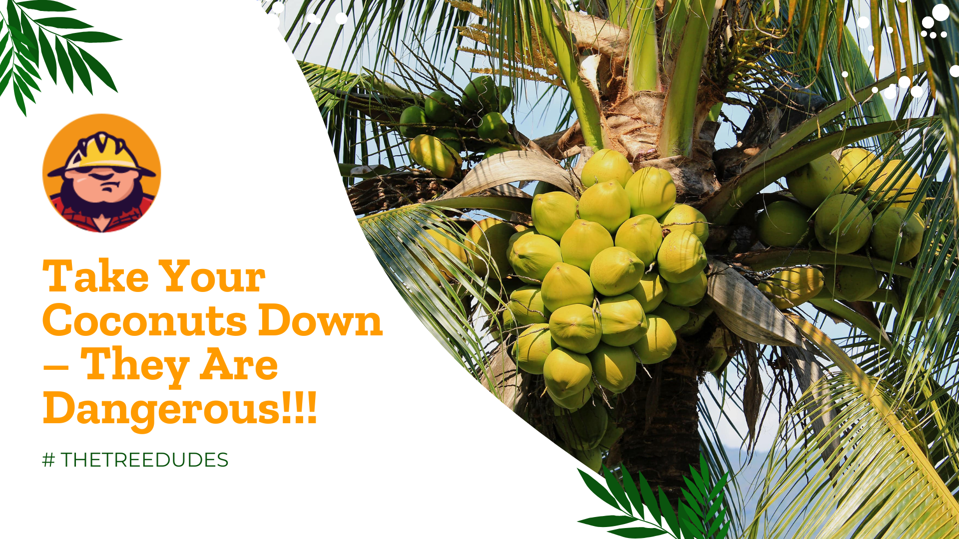 Take Your Coconuts Down - They Are Dangerous!!!