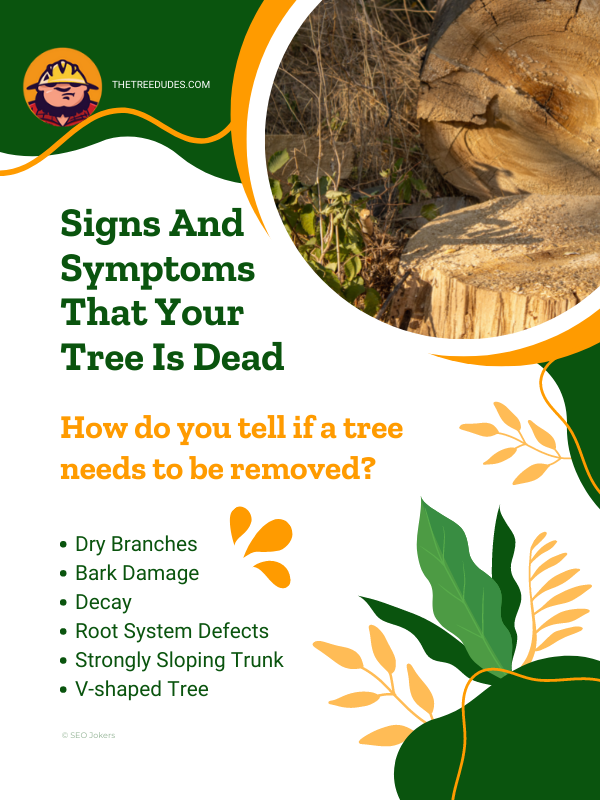 Signs and symptoms that your tree is dead infographic 1