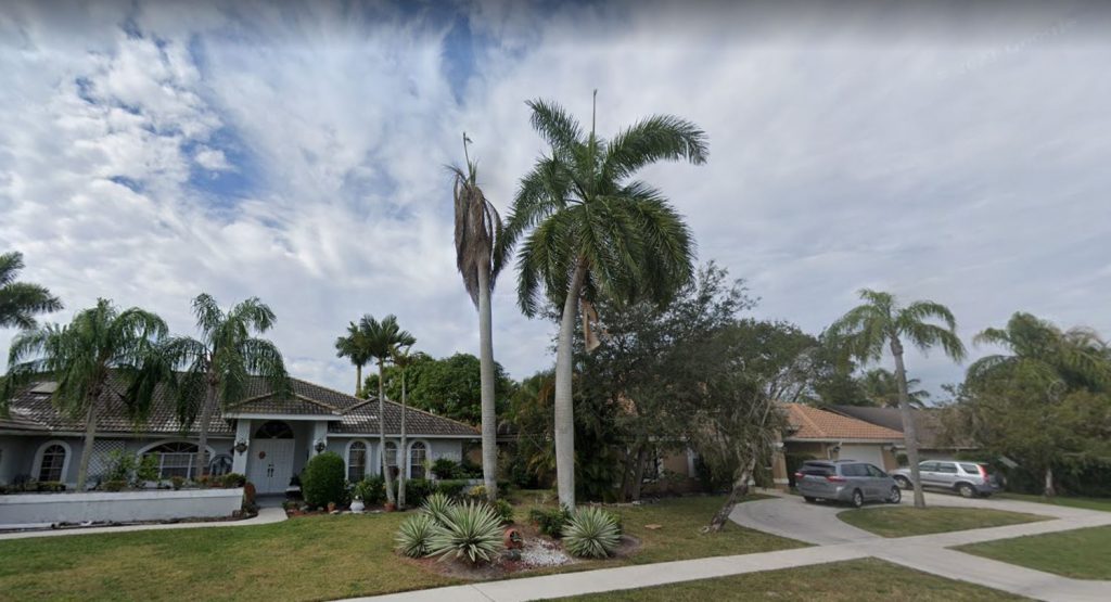 Dead palm tree near the house