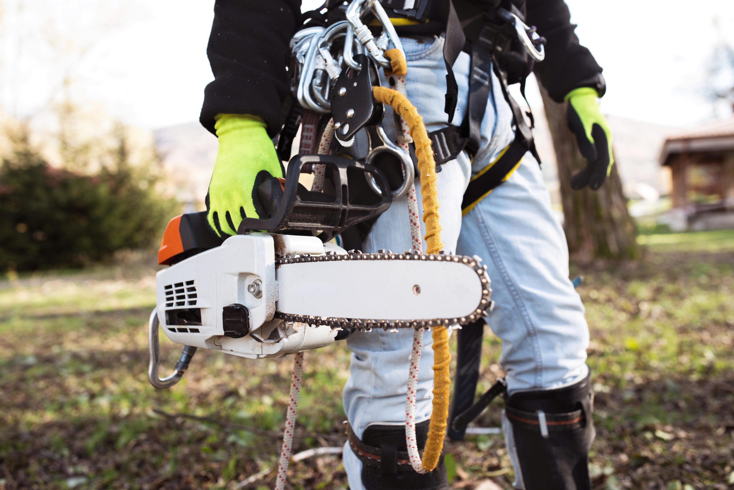 Tree service worker in blue jeans holding a chainsaw and wearing bright yellow protection gloves, strapped in tree climbing safety equipment.