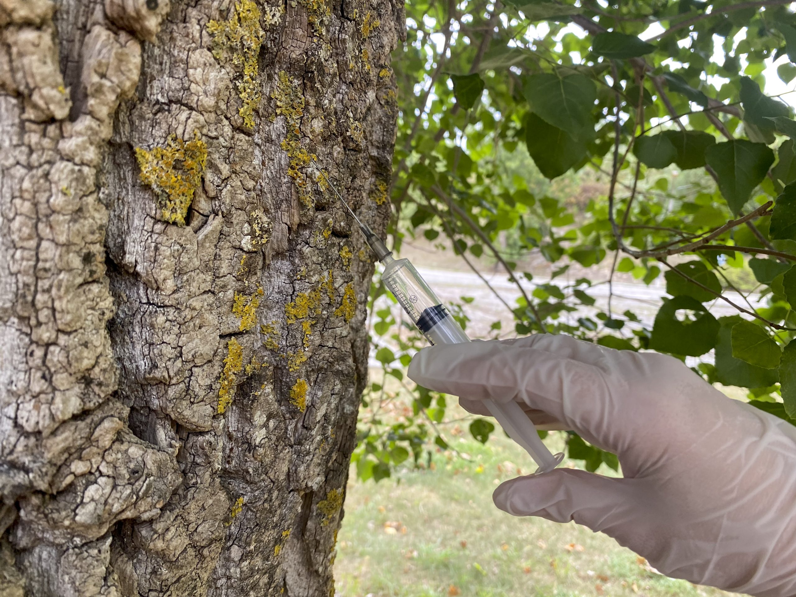 injection, tree, bark, trunk, hand in gloves, fighting root rot 