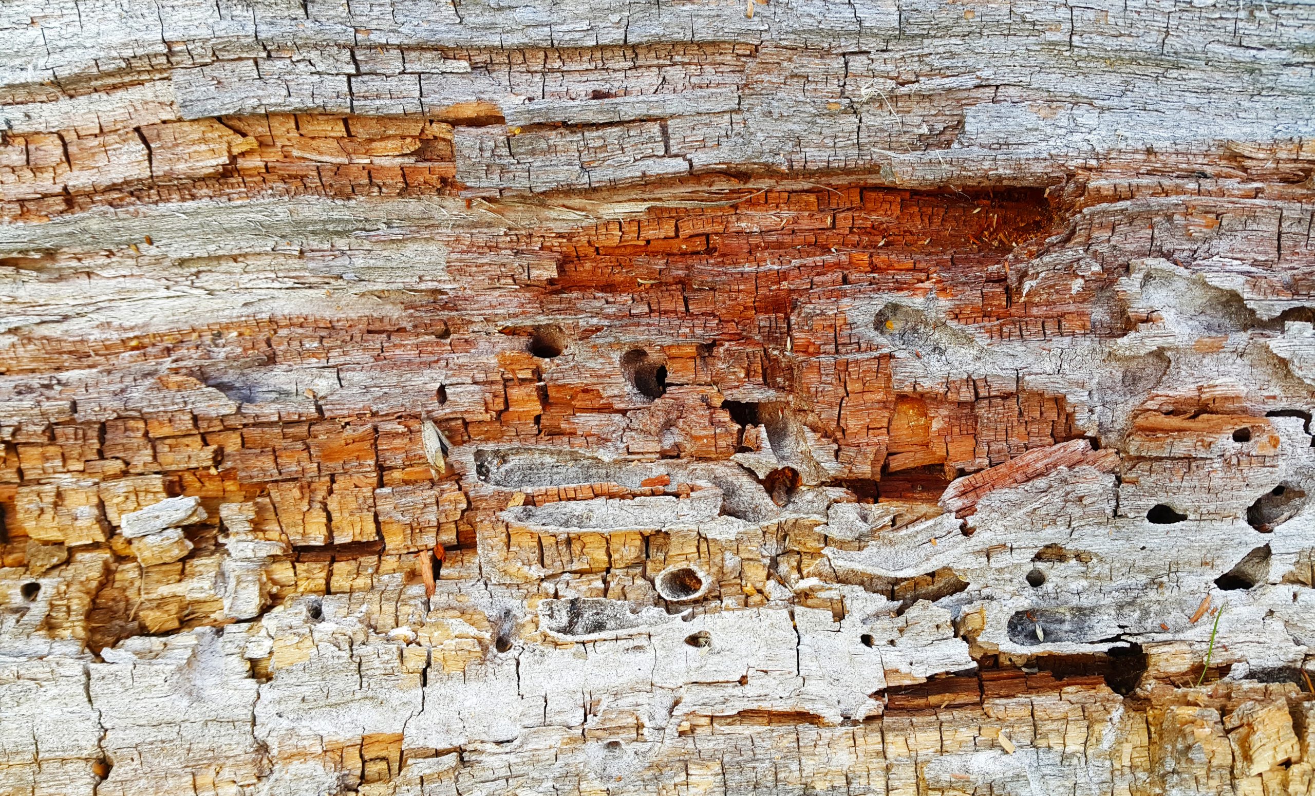 Termite eaten bark