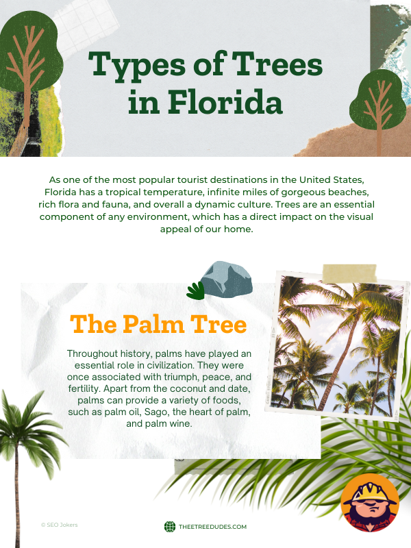 Types of trees in Florida, palm trees infographic