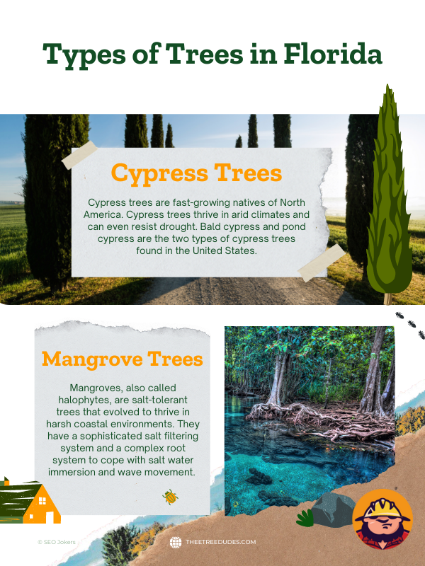 Types of trees in Florida infographic 2 