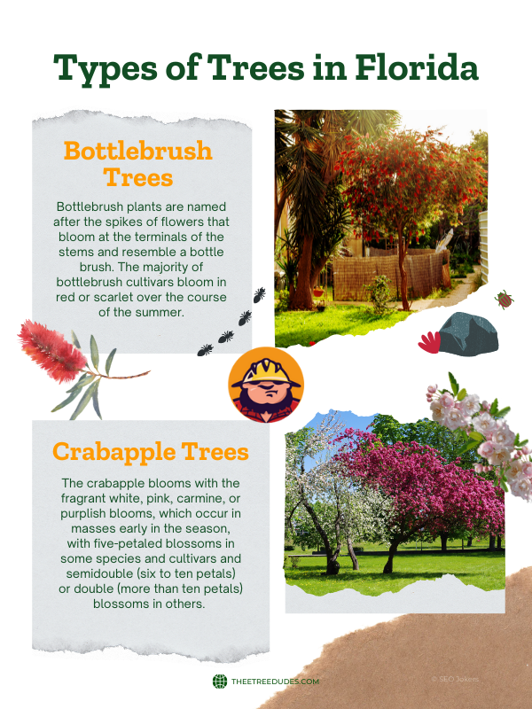 Types of trees in Florida infographic 5