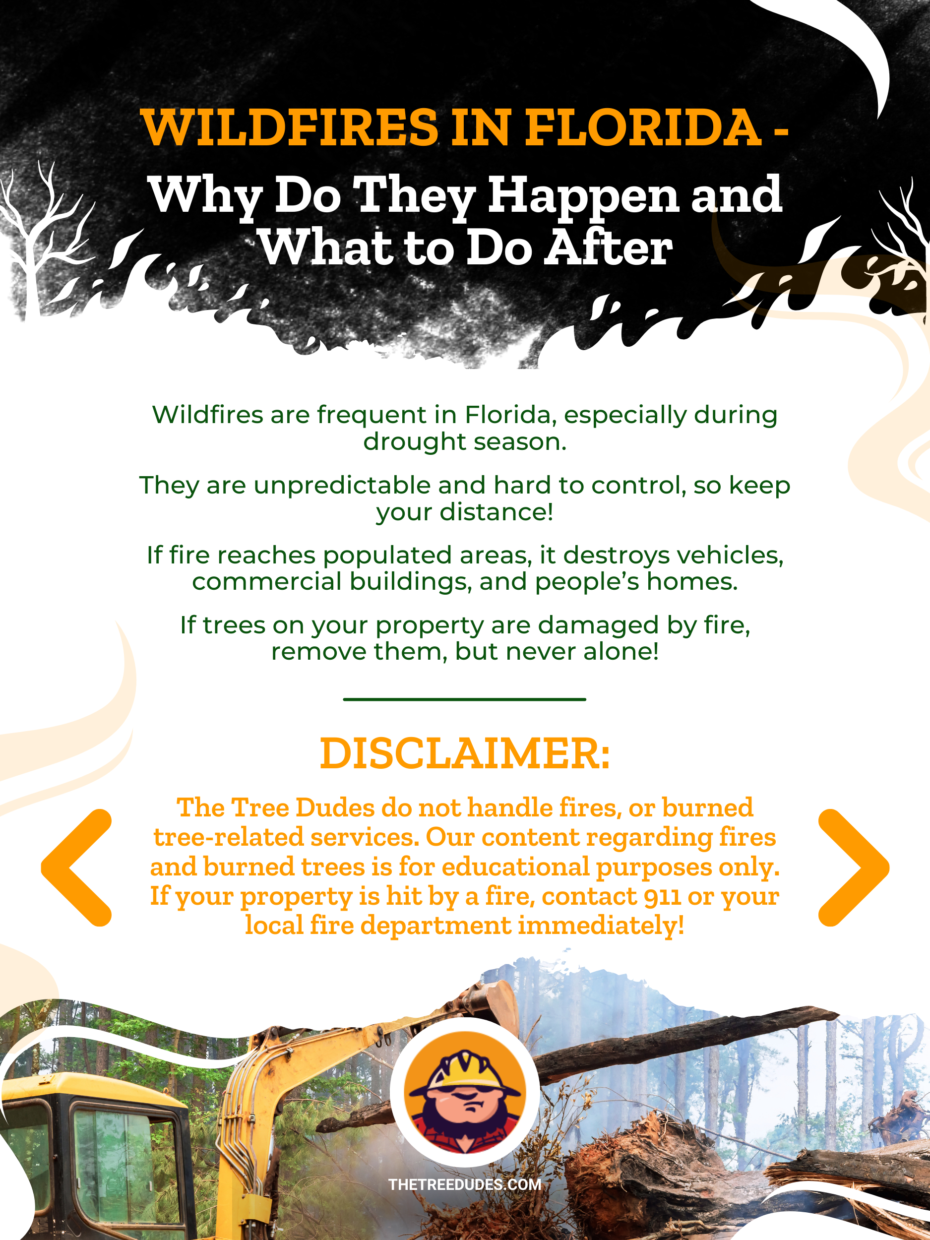 Wildfires in Florida - Why Do They Happen and What to Do After, Burned Trees Infographic