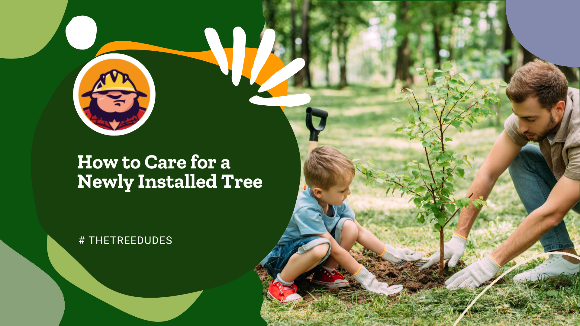How to Care for a Newly Installed Tree