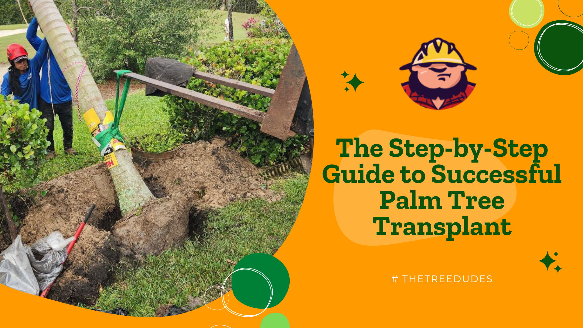 The Step-by-Step Guide to Successful Palm Tree Transplant