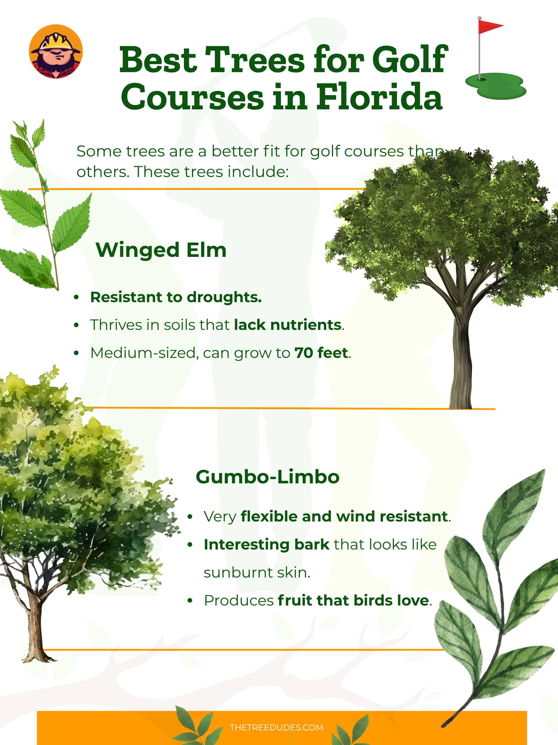 Best Trees for Golf Courses in Florida - 4